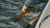 Photo of fisherman handling a fish before releasing